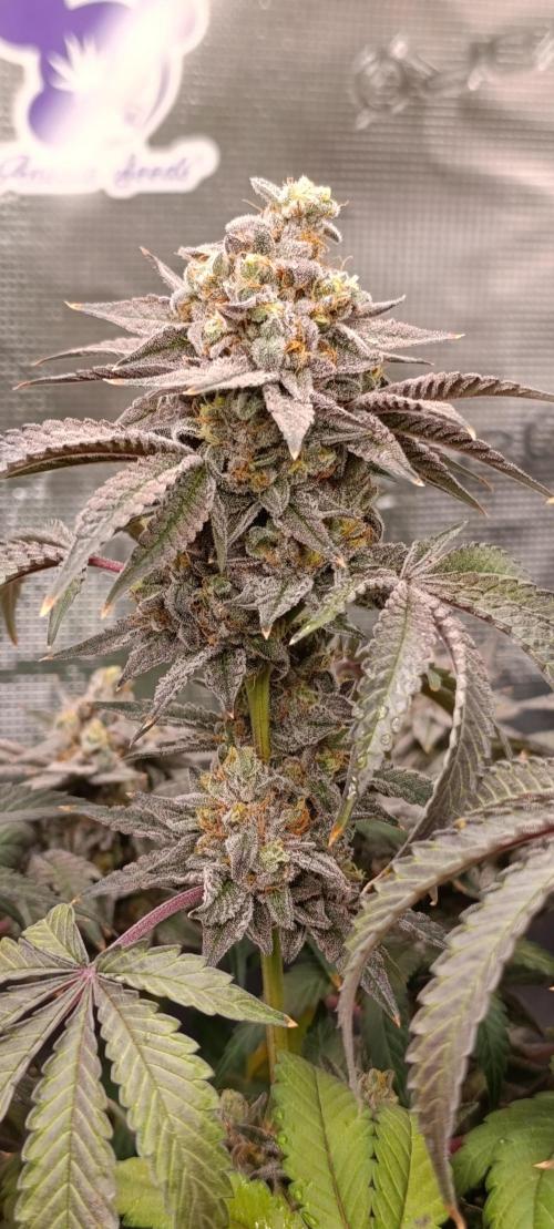Cherry strudel Sherbisnky/Sensi seeds. Week 13