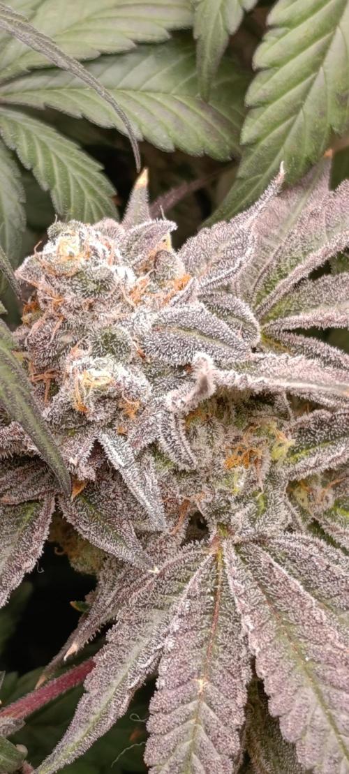 Cherry strudel Sherbisnky/Sensi seeds. Week 13