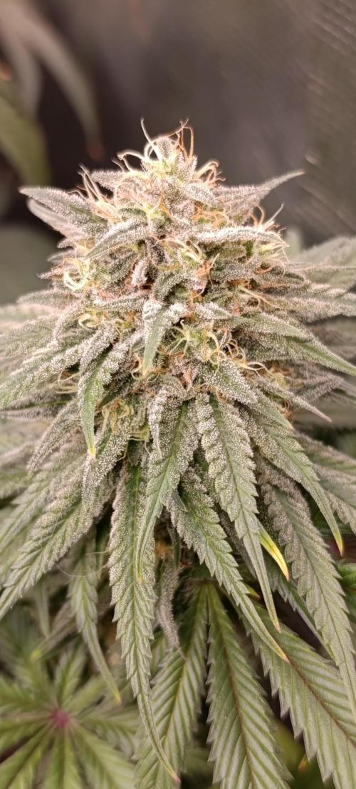 Malasana cookies/Exotic seeds. Week 13