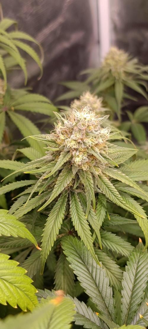 Malasana cookies/Exotic seeds. Week 13