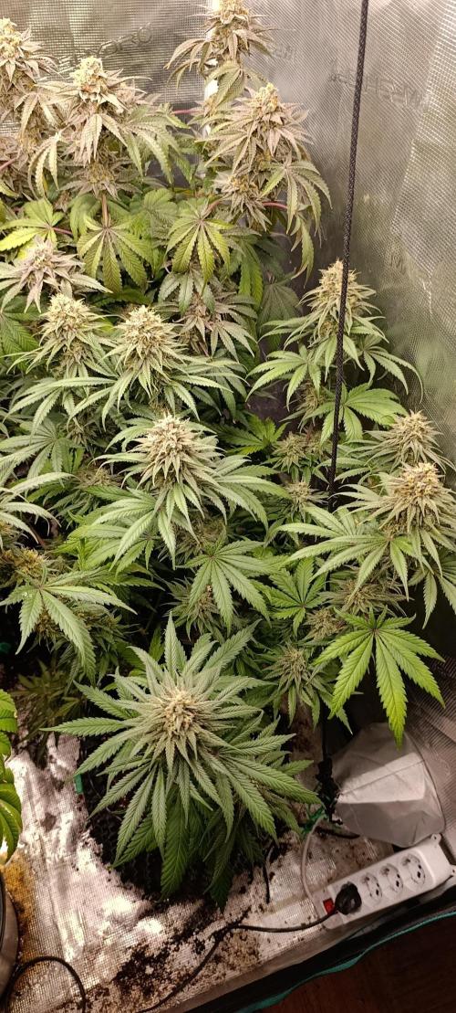 Malasana cookies/Exotic seeds. Week 13