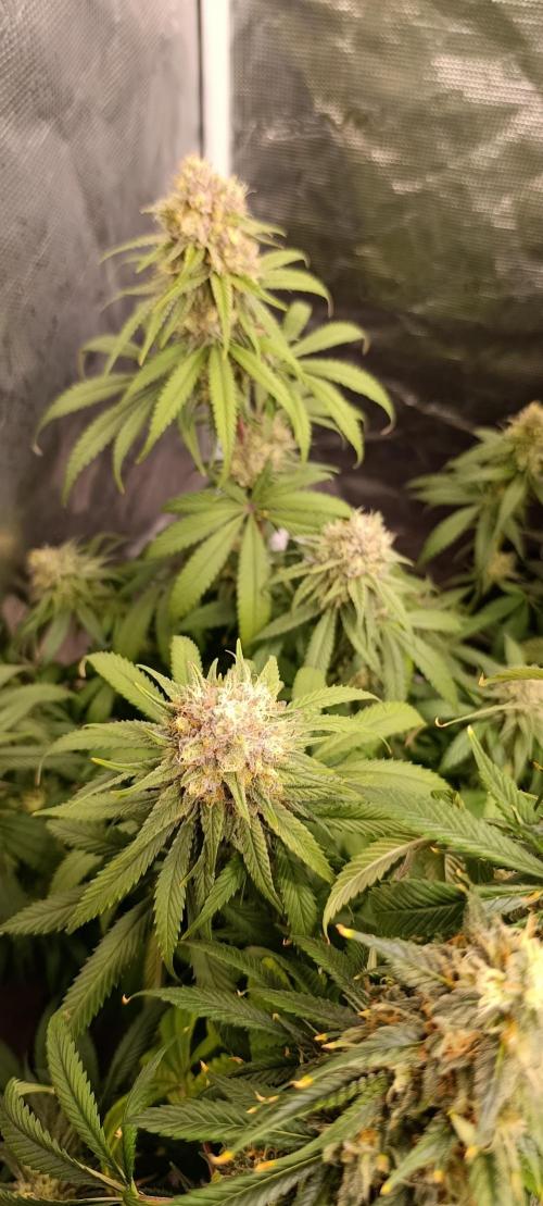 Malasana cookies/Exotic seeds. Week 13