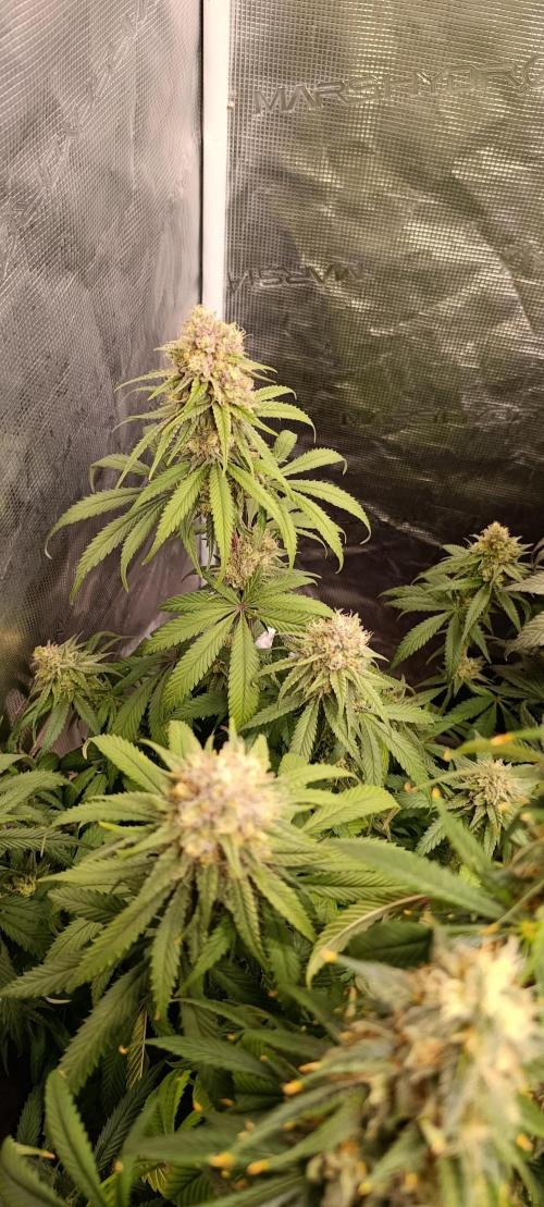 Malasana cookies/Exotic seeds. Week 13