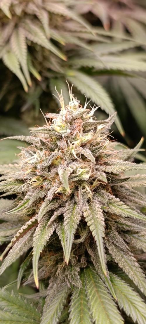Malasana cookies/Exotic seeds. Week 13