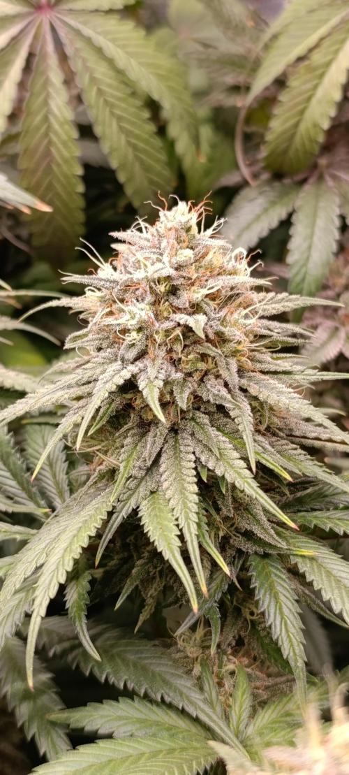 Malasana cookies/Exotic seeds. Week 13
