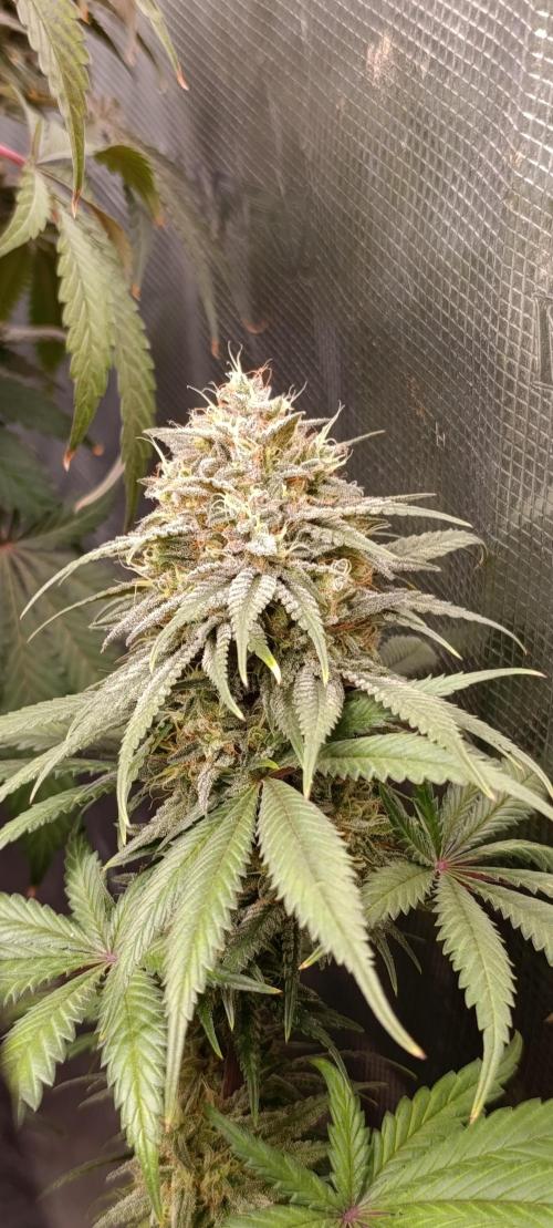 Malasana cookies/Exotic seeds. Week 13