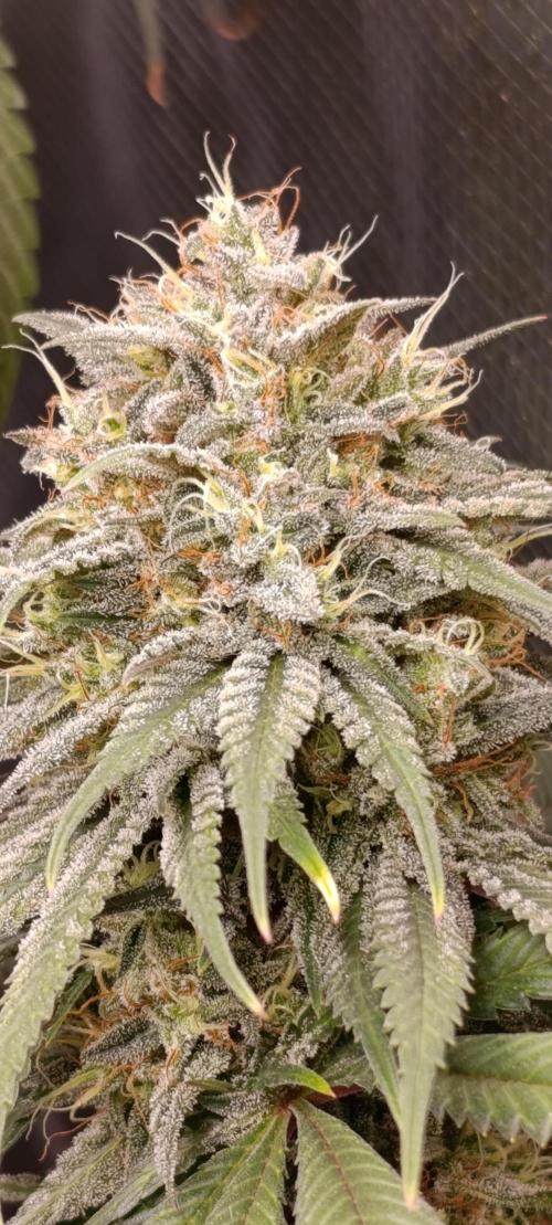 Malasana cookies/Exotic seeds. Week 13