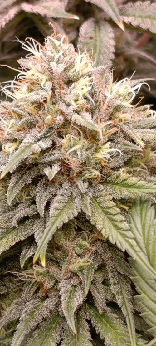 Malasana cookies/Exotic seeds. Week 13