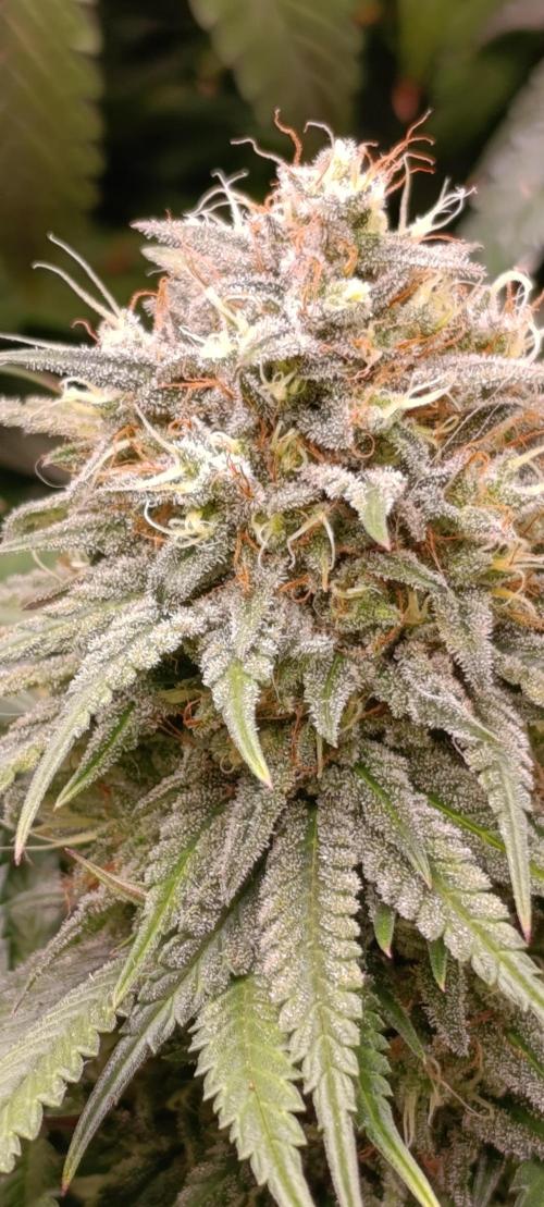 Malasana cookies/Exotic seeds. Week 13
