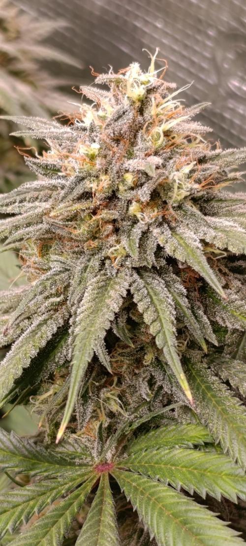 Malasana cookies/Exotic seeds. Week 13