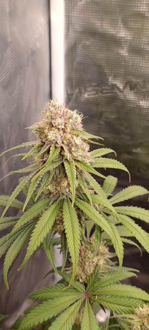 Malasana cookies/Exotic seeds. Week 13