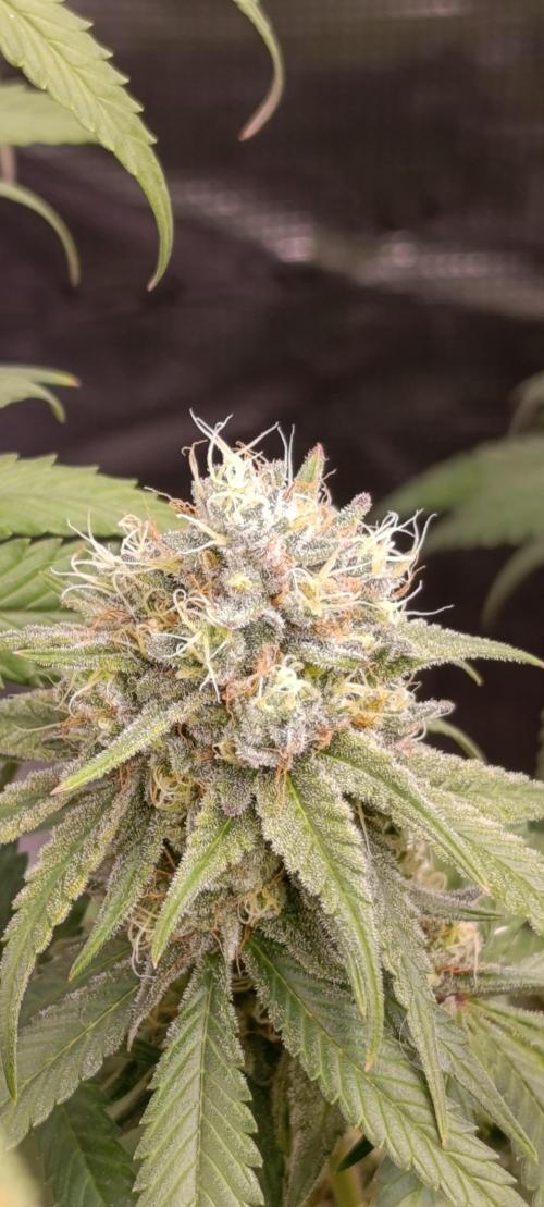 Malasana cookies/Exotic seeds. Week 13