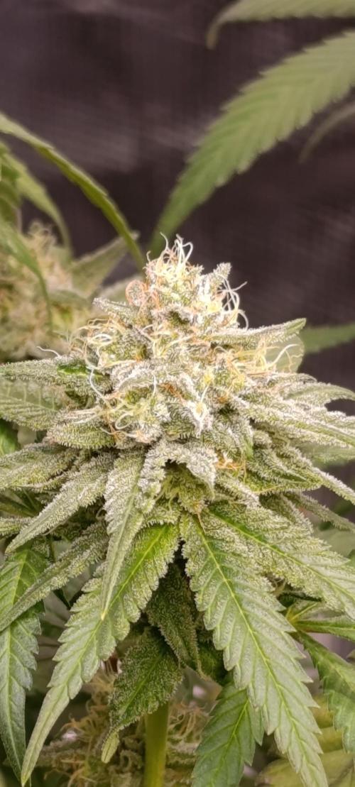 Malasana cookies/Exotic seeds. Week 13
