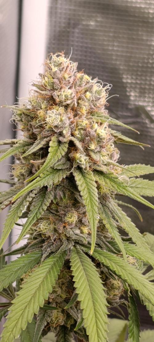 Malasana cookies/Exotic seeds. Week 13