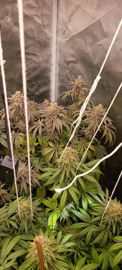Malasana cookies/Exotic seeds. Week 13