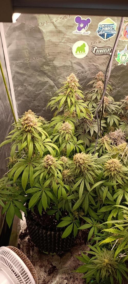 Malasana cookies/Exotic seeds. Week 13