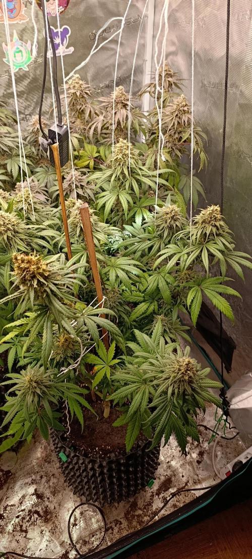 Malasana cookies/Exotic seeds. Week 13