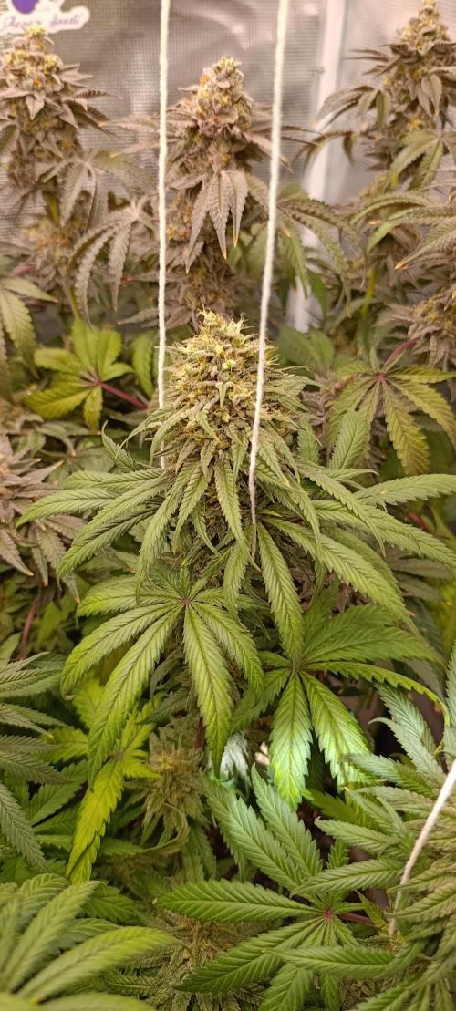 Malasana cookies/Exotic seeds. Week 13
