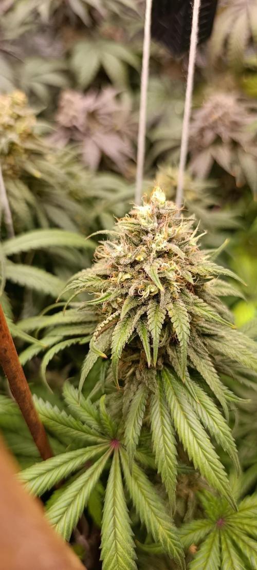 Malasana cookies/Exotic seeds. Week 13