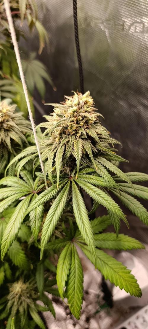 Malasana cookies/Exotic seeds. Week 13