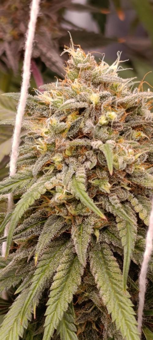 Malasana cookies/Exotic seeds. Week 13