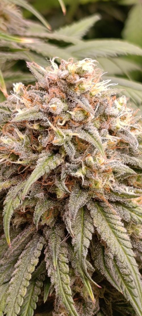 Malasana cookies/Exotic seeds. Week 13