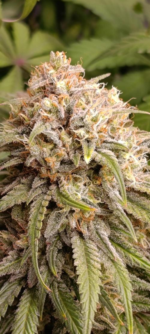 Malasana cookies/Exotic seeds. Week 13