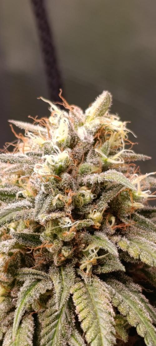 Malasana cookies/Exotic seeds. Week 13