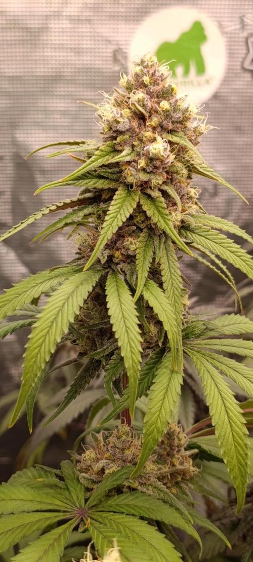 Malasana cookies/Exotic seeds. Week 13