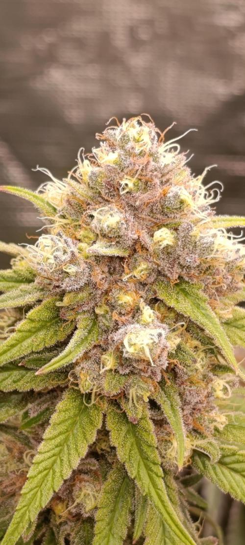 Malasana cookies/Exotic seeds. Week 13