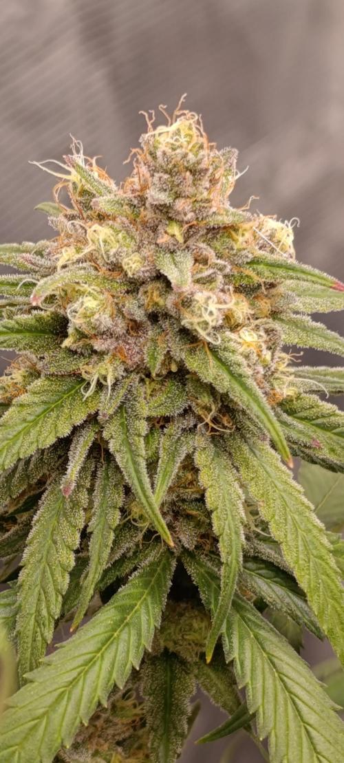 Malasana cookies/Exotic seeds. Week 13