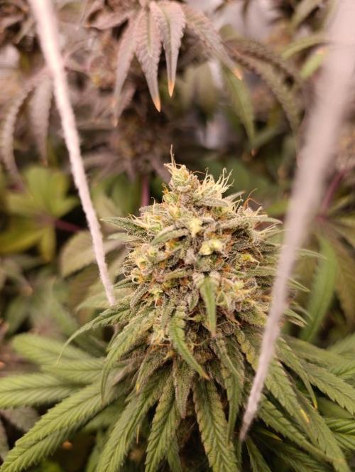 Malasana cookies/Exotic seeds. Week 13