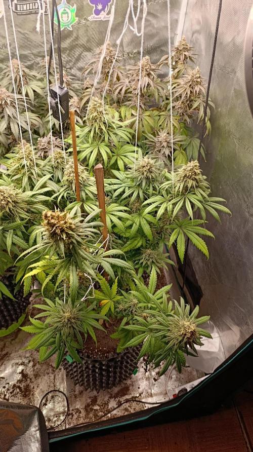 Malasana cookies/Exotic seeds. Week 13
