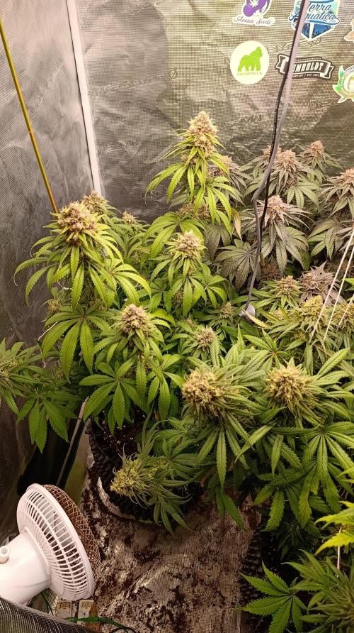 Malasana cookies/Exotic seeds. Week 13