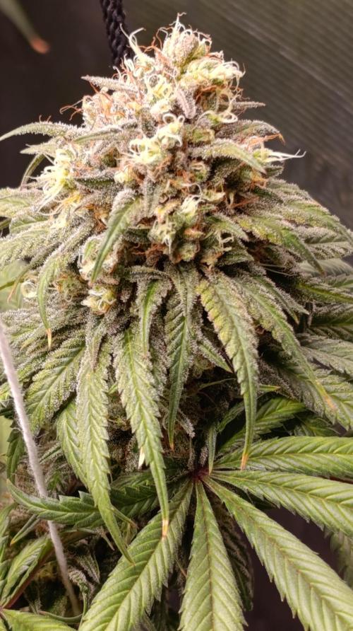 Malasana cookies/Exotic seeds. Week 13