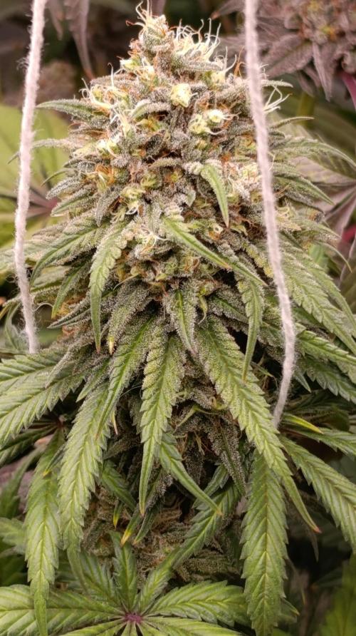Malasana cookies/Exotic seeds. Week 13