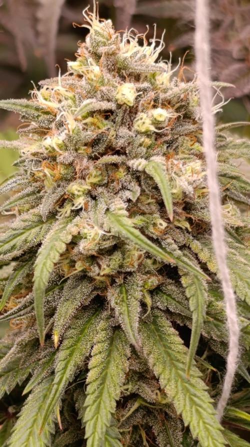 Malasana cookies/Exotic seeds. Week 13