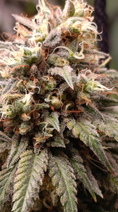 Malasana cookies/Exotic seeds. Week 13