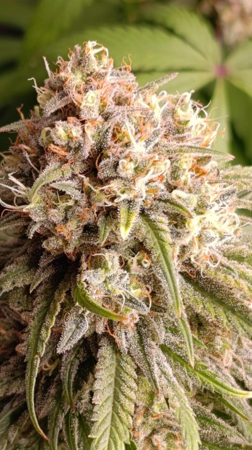 Malasana cookies/Exotic seeds. Week 13