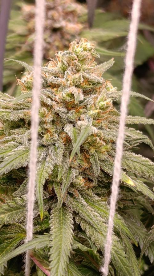 Malasana cookies/Exotic seeds. Week 13