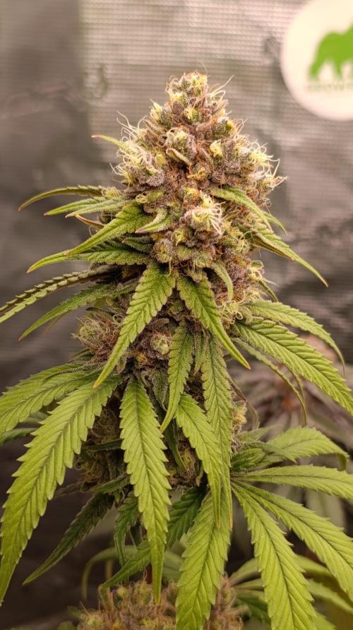 Malasana cookies/Exotic seeds. Week 13