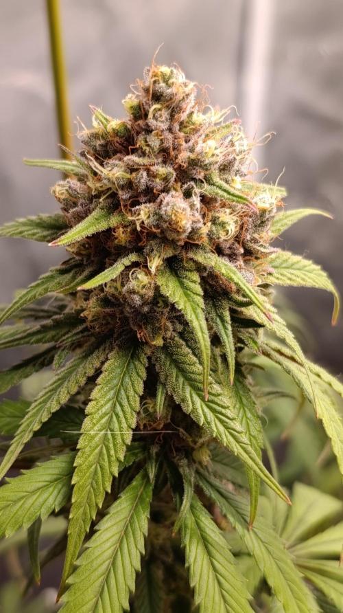 Malasana Cookies. Week 13