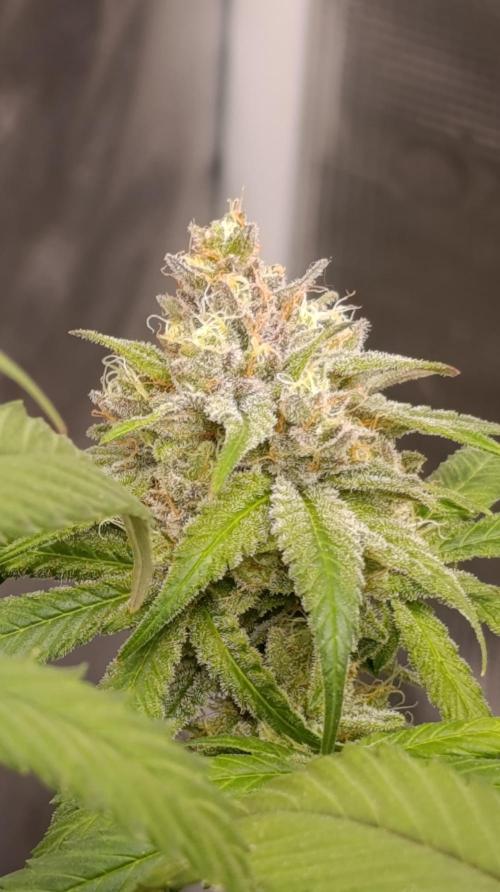 Malasana cookies/Exotic seeds. Week 13