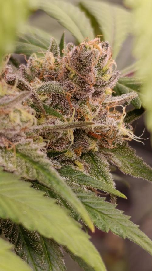 Malasana cookies/Exotic seeds. Week 13
