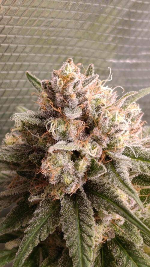 Malasana cookies/Exotic seeds. Week 13