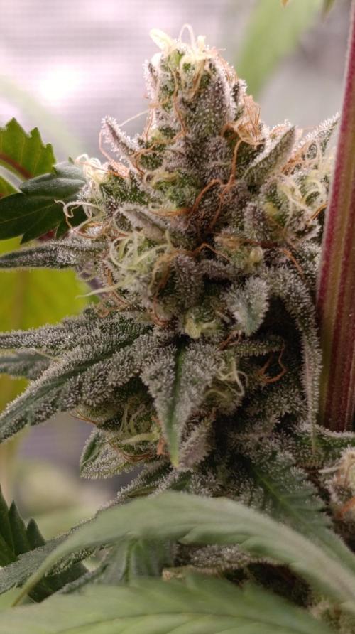 Malasana Cookies. Week 13