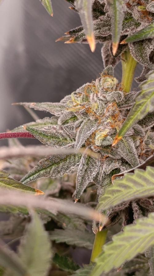 Cherry strudel Sherbisnky/Sensi seeds. Week 13