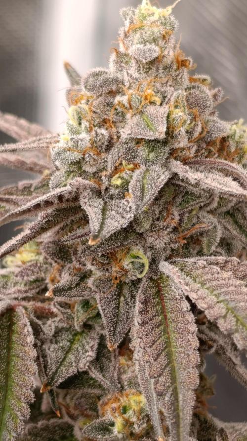 Cherry strudel Sherbisnky/Sensi seeds. Week 13
