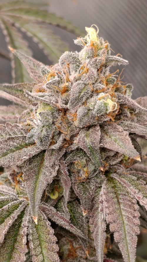 Cherry strudel Sherbisnky/Sensi seeds. Week 13