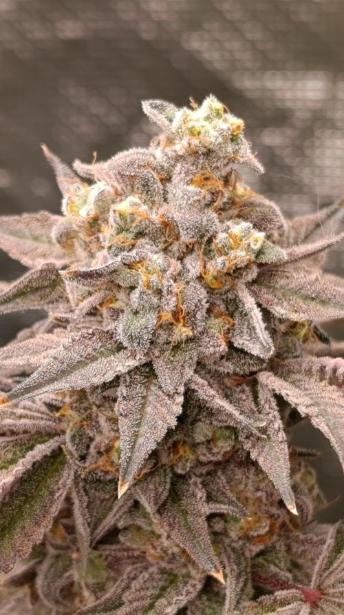 Cherry Strudel. Week 13